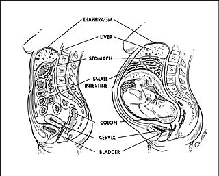 Belly during pregnancy